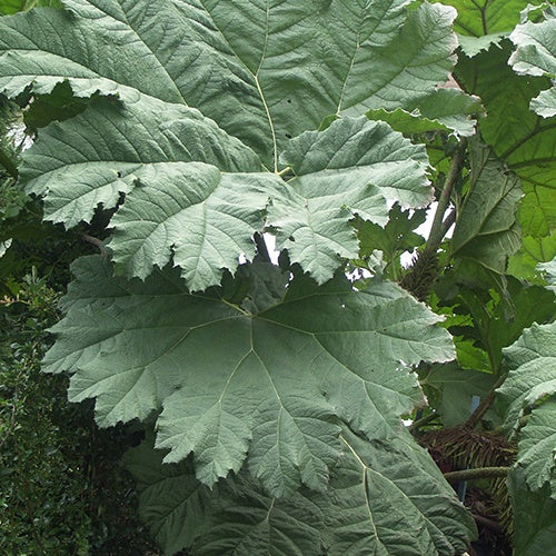 Rhubarbe géante - Gunnera manicata - Plantes