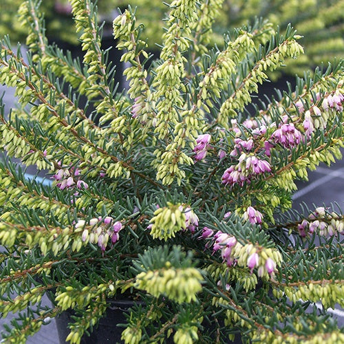 Bruyère d'hiver Aurélie Bregeon - Erica darleyensis aurelie bregeon - Plantes