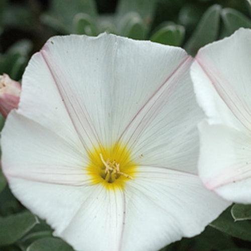 Liseron de Turquie Liseron arbustif Liseron argenté - Convolvulus cneorum - Plantes