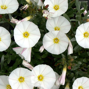 Liseron de Turquie Liseron arbustif Liseron argenté - Convolvulus cneorum - Arbustes