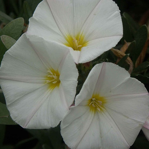 Liseron de Turquie Liseron arbustif Liseron argenté - Convolvulus cneorum