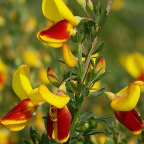 Genêt à balais Goldfinch - Cytisus scoparius goldfinch - Plantes