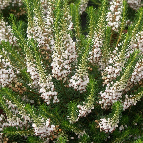 Bruyère des neiges White Rocket - Erica carnea white rocket - Plantes