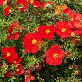 Potentille arbustive Marian Red Robin® Marrob - Potentilla fruticosa marian red robin ® marrob - Plantes