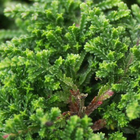 Bruyère d'été Mrs Ronald Gray - Calluna vulgaris mrs ronald gray - Plantes