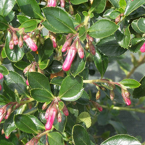 Escallonia Donard Radiance - Escallonia  donard radiance - Plantes