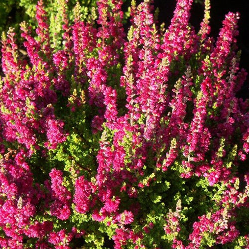 Bruyère d'été Dark Beauty Callune Dark Beauty - Calluna vulgaris dark beauty - Plantes