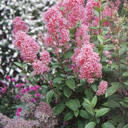 Céanothe Perle Rose - Ceanothus pallidus perle rose - Plantes