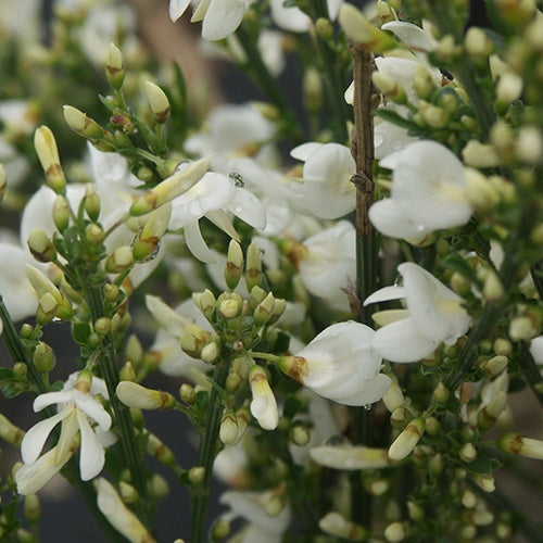 Genêt précoce Albus - Cytisus praecox albus - Plantes