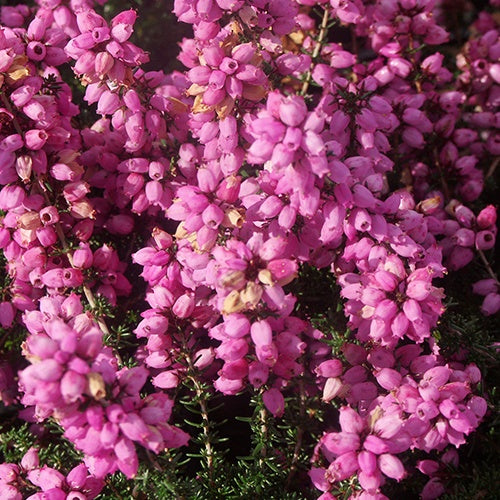 Bruyère cendrée Rosita - Erica cinerea rosita - Plantes