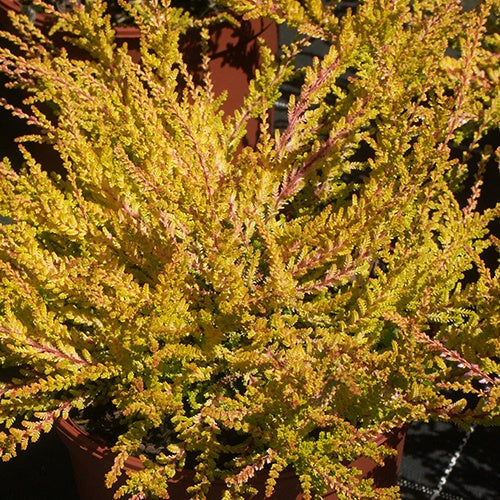 Bruyère Boskoop Callune Boskoop - Calluna vulgaris boskoop - Plantes