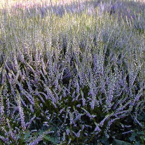 Bruyère d'été Marleen - Calluna vulgaris marleen - Plantes