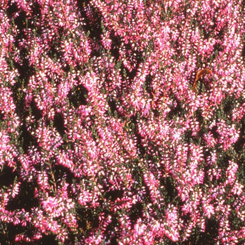 Bruyère d'été Marleen - Calluna vulgaris marleen - Plantes vivaces