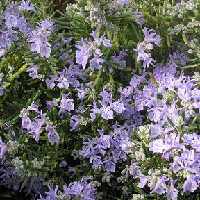 Romarin commun de Corse Corsican Blue - Rosmarinus officinalis corsican blue - Plantes