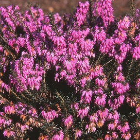 Bruyère des neiges Loughrigg - Erica carnea loughrigg - Plantes