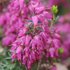 Bruyère des neiges Myretoun Ruby - Erica carnea myretoun ruby - Plantes