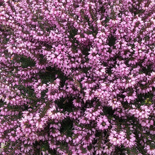 Bruyère des neiges Ruby Glow - Erica carnea ruby glow - Plantes