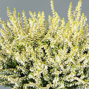 Bruyère d'été Sandy - Calluna vulgaris sandy - Plantes