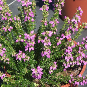 Bruyère cendrée Cévennes - Erica cinerea cevennes - Plantes