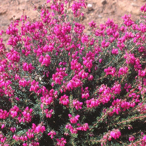 Bruyère cendrée Pallas - Erica cinerea pallas - Plantes