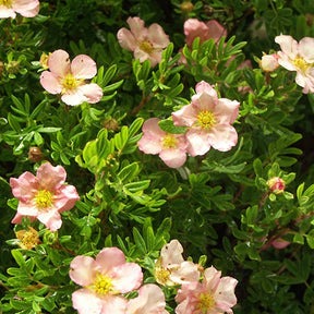 Potentille arbustive Lovely Pink® Pink Beauty - Potentilla fruticosa lovely pink ® pink beauty - Plantes