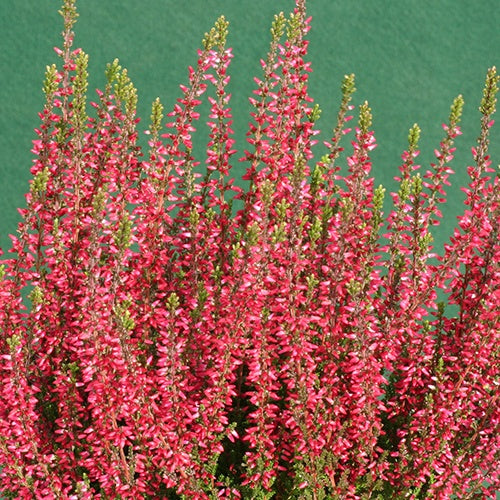 Bruyère d'été Aphrodite Callune Aphrodite - Calluna vulgaris aphrodite - Plantes