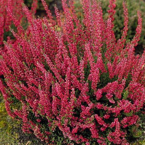 Bruyère d'été Aphrodite Callune Aphrodite - Calluna vulgaris aphrodite - Plantes vivaces