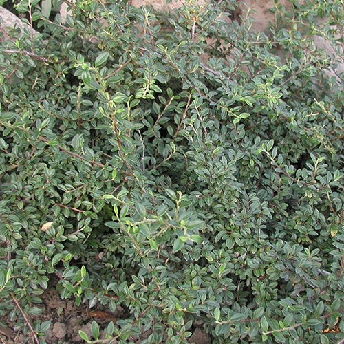 Cotonéaster Saphyr® Green Belka - Cotoneaster  saphyr ® green 'belka' - Plantes