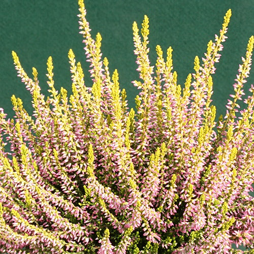 Bruyère d'été Theresa - Calluna vulgaris theresa - Plantes