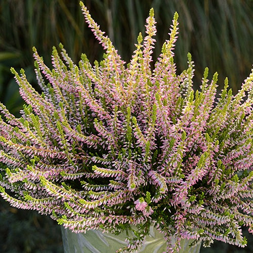 Bruyère d'été Theresa - Calluna vulgaris theresa - Plantes vivaces