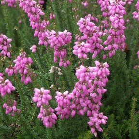 Bruyère cendrée C.G. Best - Erica cinerea c g best - Plantes