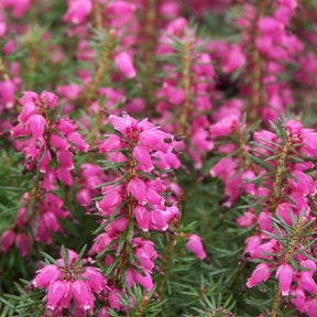 Bruyère des neiges Eva - Erica carnea eva - Plantes