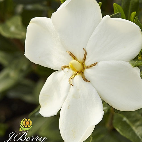 Gardénia Sweetheart - Gardenia sweetheart - Plantes