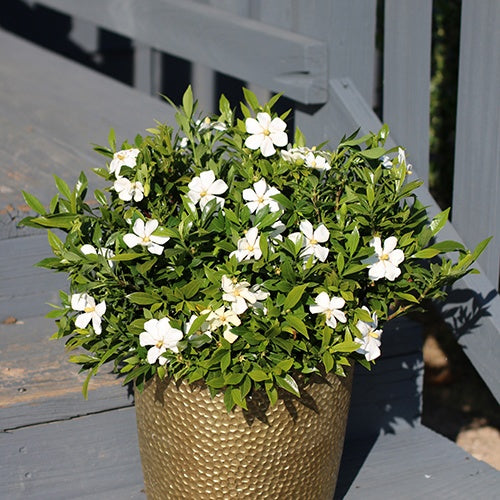 Gardénia Sweetheart - Gardenia sweetheart - Arbustes