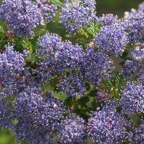 Céanothe - Ceanothus impressus - Plantes