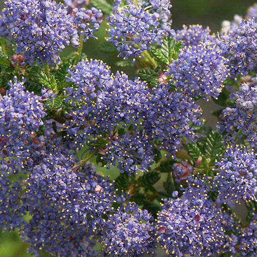 Céanothe - Ceanothus impressus - Plantes