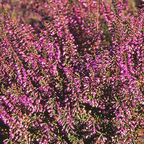 Bruyère Battle of Arnhem Callune Batthle of Arnhem - Calluna vulgaris battle of arnhem - Plantes