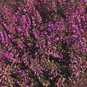 Bruyère Battle of Arnhem Callune Batthle of Arnhem - Calluna vulgaris battle of arnhem - Plantes vivaces