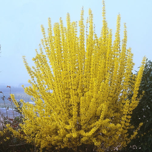 Forsythia Week End® Courtalyn - Forsythia intermedia week end ® courtalyn - Arbustes