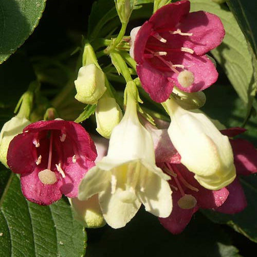 Weigélia Marjorie - Weigela majorie - Plantes