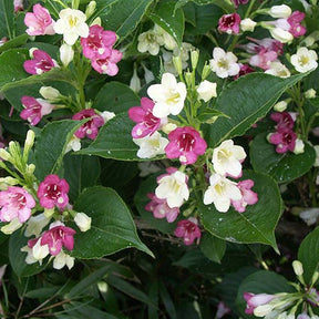 Weigélia Marjorie - Weigela majorie - Arbustes