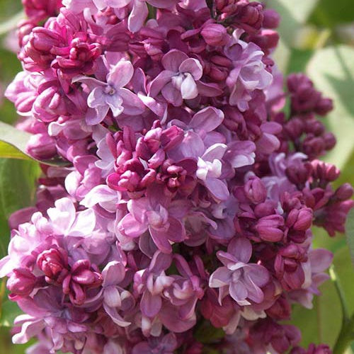 Lilas commun Prince Wolkonsky - Syringa vulgaris prince wolkonsky - Plantes