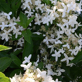 Hortensia paniculé Praecox - Hydrangea paniculata praecox - Plantes