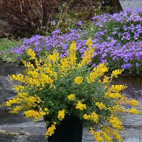 Genêt Phebus® - Cytisus racemosus phebus ® - Plantes