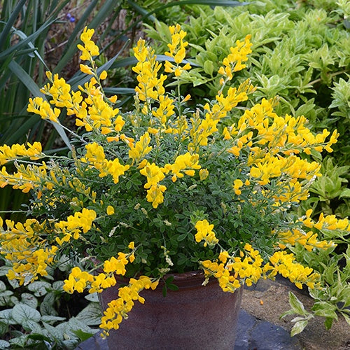 Genêt Phebus® - Cytisus racemosus phebus ® - Arbustes