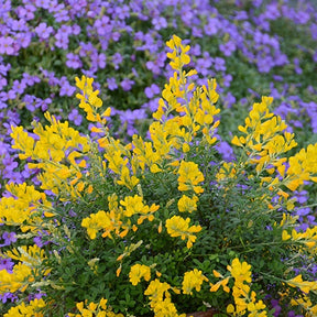 Genêt Phebus® - Cytisus racemosus phebus ® - Genêts