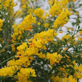 Genêt Phebus® - Cytisus racemosus phebus ®