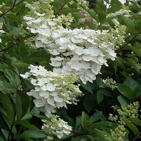 Hortensia paniculé October Bride - Hydrangea paniculata october bride - Plantes