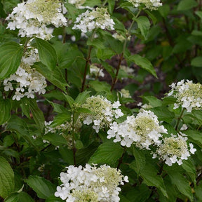 Hortensia paniculé Perle d'Automne - Hydrangea paniculata perle d'automne - Plantes