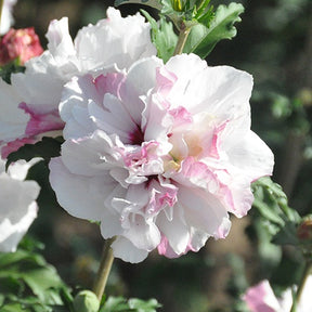 Hibiscus French Cabaret® Althéa French Cabaret® Pastel - Hibiscus syriacus french cabaret ® pastel 'mindoub1' - Plantes